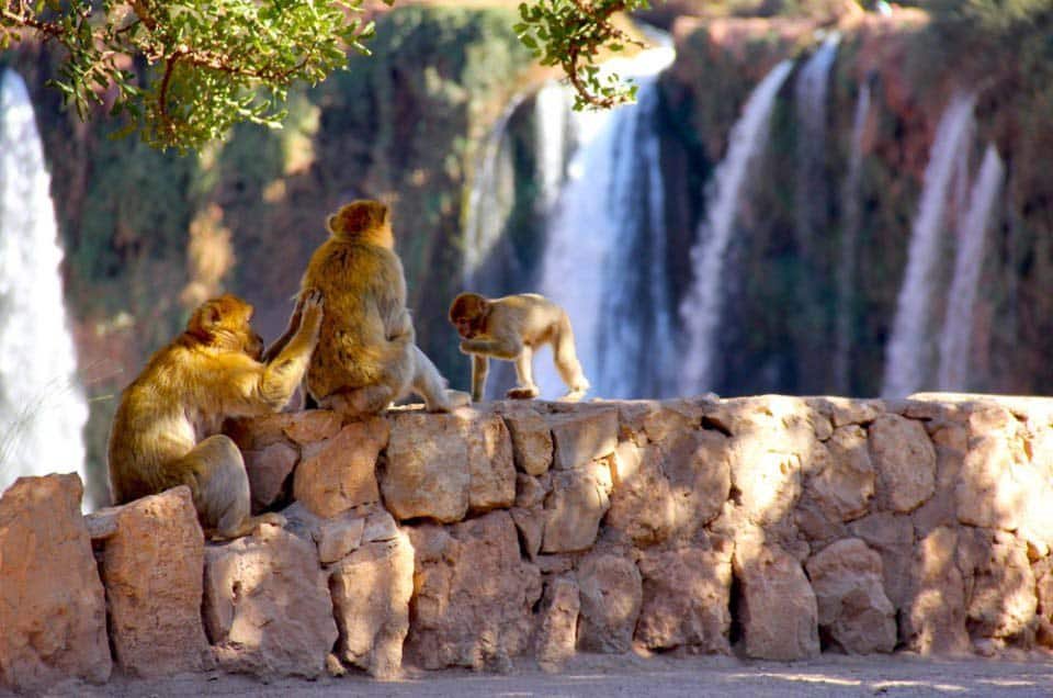 Cachoeiras de Ouzoud Marrakech - Macacos-Barbária e Quedas de 110m
