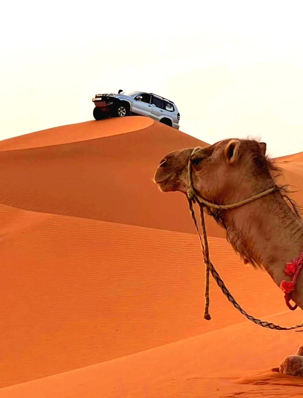 Camel Trek Erg Chebbi Sunset